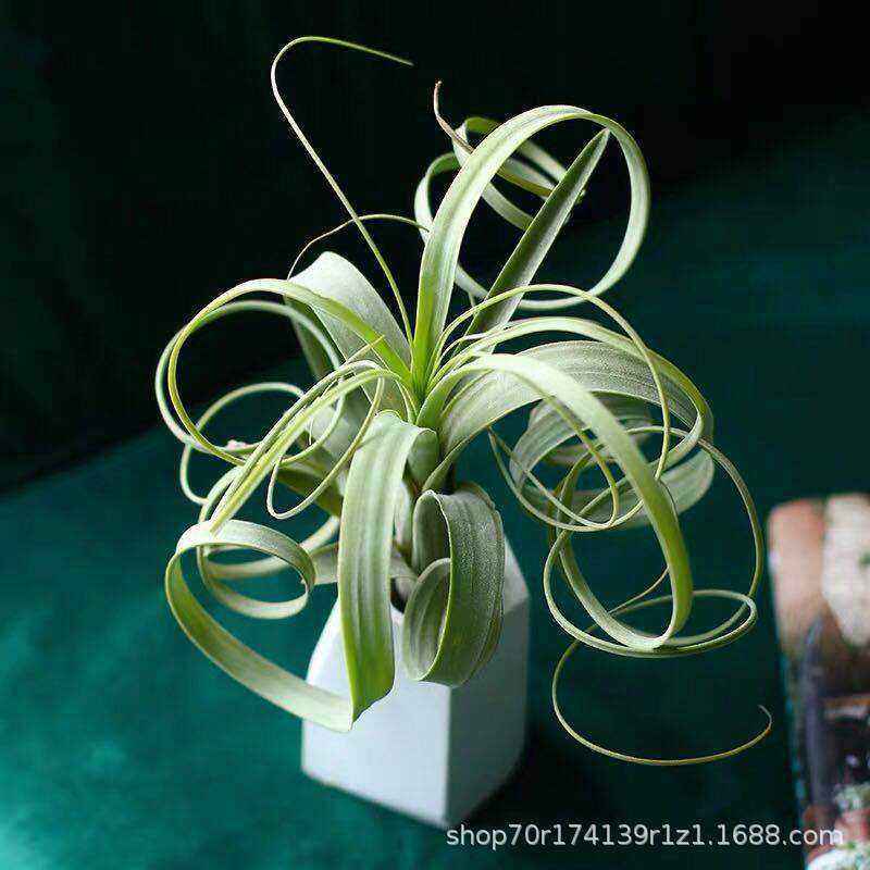 Base Direct Selling Air Tillandsia Soilless Plants Willow Leaves Tillandsia.Balbisiana Wholesale