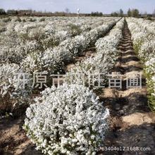 东北辽宁丛生雪柳 珍珠绣线菊 喷雪花落叶灌木规格齐全