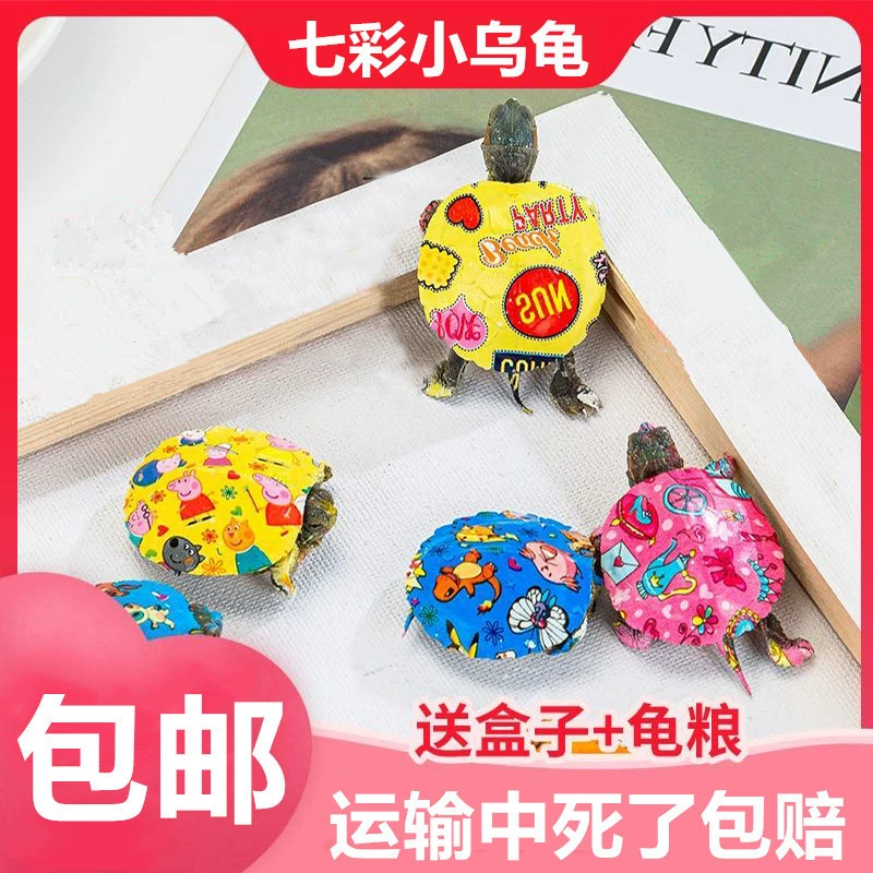 Фабрика прямой черепаха питомец живой красочный чистый красный красочный маленькая черепаха бразильская черепаха просмотр черепахи Горячие взрывы