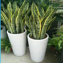 �G�����������V���� �ۘǲ����ԷNֲ��ݮ�� ��픈@��ˮ���b����b