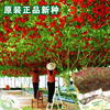 Tomato Tree Tomato Seed Little Tomato Seed Vegetable Vegetable Seeds wholesale Seeds Tomato Tree Seed