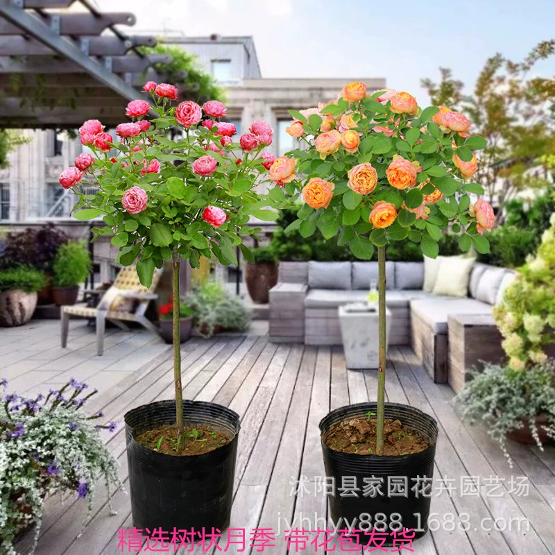 Дерево-как Роза Пень Роза Дерево Большой Роза Дерево Четыре сезона Цветение в горшке Цветочное растение Двор Озеленение Пейзаж Дерево