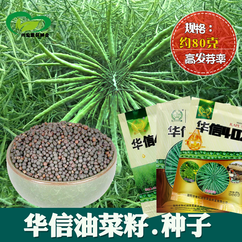 华信榨油油菜种子 农田菜地抗倒伏出油量高抗寒饱满大荚油菜花籽