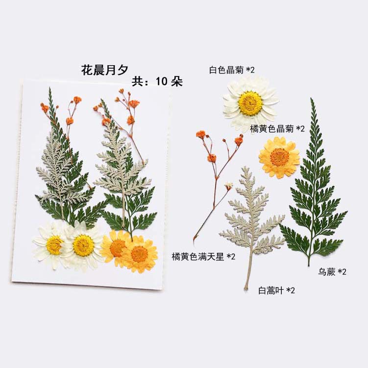 En relieve DIY flor seca paquete de material en relieve epoxi cáscara del teléfono móvil planta espécimen foto pegatina cara planta de maquillaje espécimen