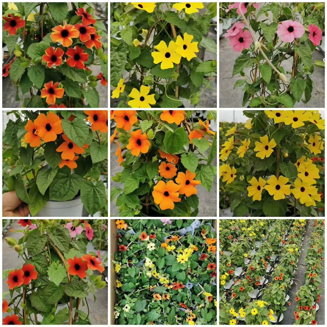 208 база оптовая поставка черноглазой Сьюзен крыло стебля