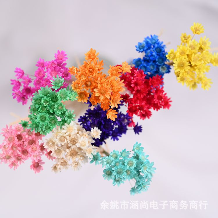 Mini Brasil estrella crisantemo accesorios de tiro flor seca Margarita pequeña flor estrella jalea lápiz labial bola de cristal flor DIY