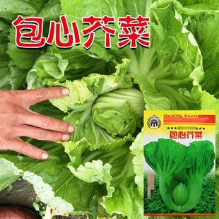 ���Ľ�˷N���j������˷N���߲˷N�����l�˷N�����߲˷N�ӹ�˾��