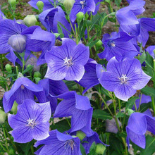 桔梗花种子四季易种易活阳台盆栽花籽多年生室外庭院景观花卉种子