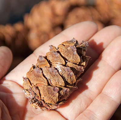 大兴安岭野生马尾松塔 小松子偃松塔60个起包邮