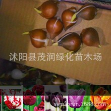 批发郁金香花苗 种球 花种子 花籽花海种植 公园绿化花卉