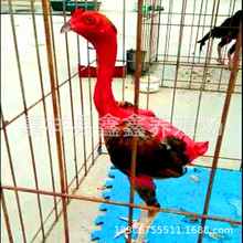 ���궷�u�������u�� ���u�طN�����l�����X4�����ҵ�Խ�϶��u�r��