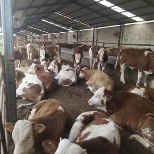 ɽ���Sţ�Ј��N Ʒ�|��Сţ�ٻ�ţ���۸������T����ţţ���Bֳ