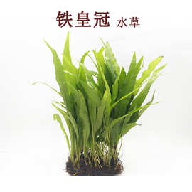 铁皇冠 大叶铁皇冠水草 鱼缸造景装饰水族真水草观赏水草活体批发