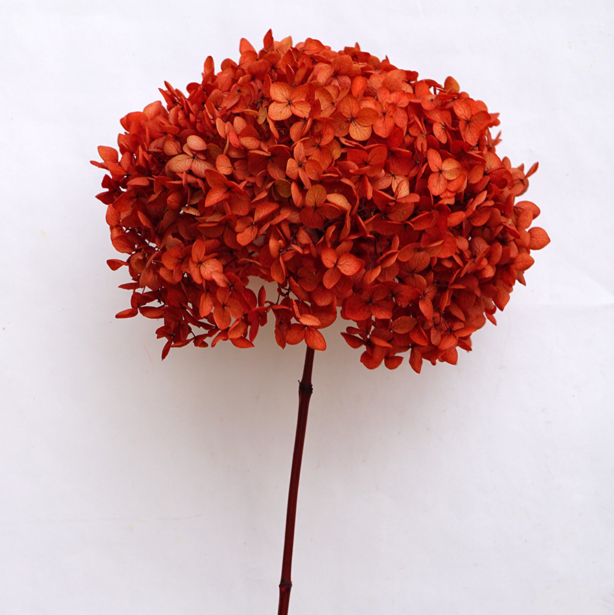 Flores eternas hortenida flores secas Anna hortenida hojas hortenida cabeza de hortenida flores eternas cubierta de vidrio material ramo diy