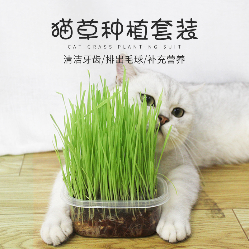 猫咪用品化毛草猫草种子水培猫薄荷营养土种植去除毛球猫零食6