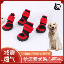 ����Ь���l ͸�����m��Ь �ļ��Դ����ﹷ��Ь ���m͸�⹷��Ь