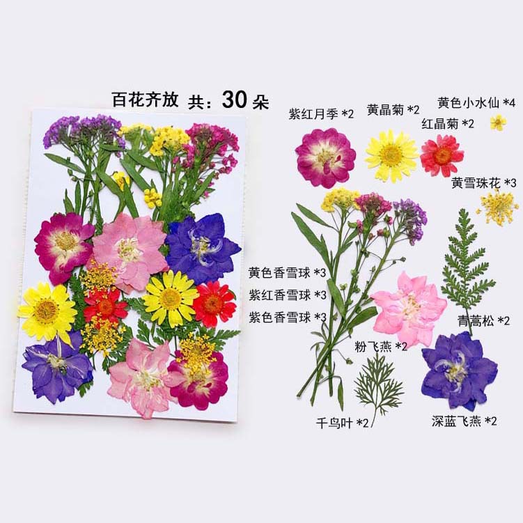 En relieve DIY flor seca paquete de material en relieve epoxi cáscara del teléfono móvil planta espécimen foto pegatina cara planta de maquillaje espécimen