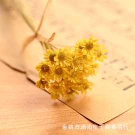 ✅迷你巴西星菊拍摄道具干花小雏菊小星花果冻口红玻璃球用花diy