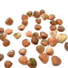 ������ɳĮ����ؐ����ʯ�p������Ӱ���ʯ���|���ս̌W�˱��[��