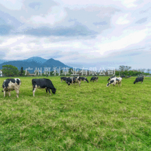 养牛墨西哥玉米紫花苜蓿菊苣黑麦草籽草种子牧草种子高产四季再生