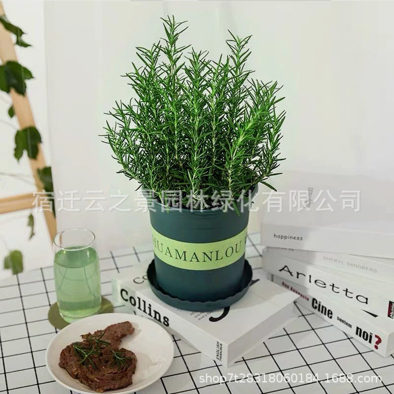 Розмарин в горшке Настольный цветок ваниль зеленое растение лист базилика Тимьян средство от комаров травы мята ваниль