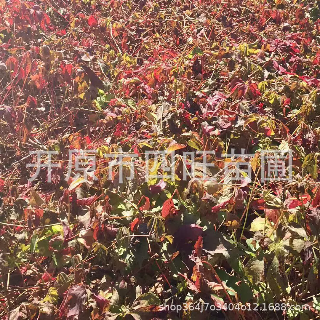 Северо-Восточный морозостойкий ротанговый завод Trifoliate дерево парчи поддержка рассады видео