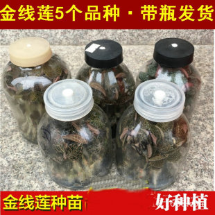 ������ɏ�N��ƿ���Ұ��tϼ�N�� ĸ���Z���� �M����ʯ������