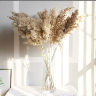 Reed Dried Flowers, Vintage-Style Ornaments for Large Weddings, European and American Style, Wholesale from Yunnan, Air-Dried
