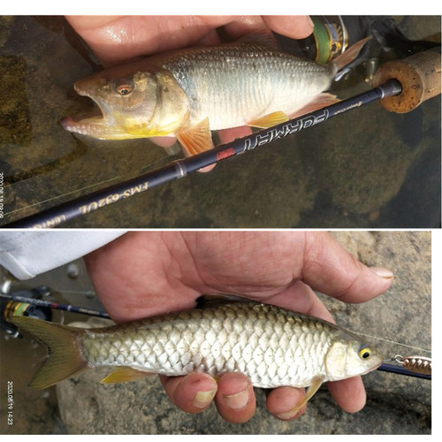 Flat vibrating sequin Luya bait horse mouth sequin curled mouth black fish white striped bass fake bait 2.5 g 3.5g 5g