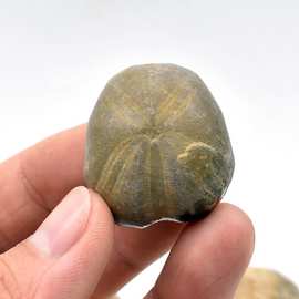 海胆化石棘皮动物化石海星化石古生物化石地质科普教学标本