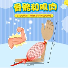 科學實驗diy認識骨骼和肌肉模型 學生自製材料包生物兒童手工拼裝
