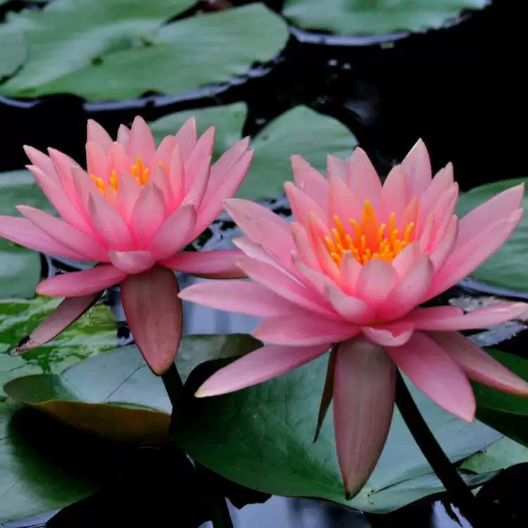 Большой блок корня водяной лилии, водный гидропонный завод, блок корня лотоса, маленький блок корня водной лилии, стебель корня лилии, блок корня лилии воды лотоса, горячий стиль