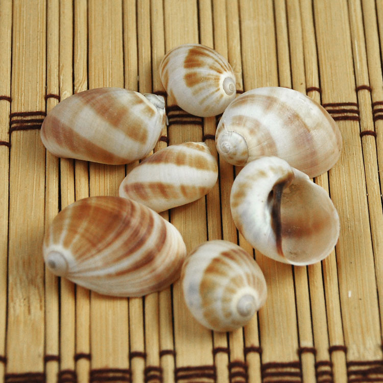 Jade Ribbon Cat's Eye Snail Natural Conch Shell Wall Sticker Floor Mediterranean Home Hermit Crab Special Shell Wholesale Jade Ribbon Cat's Eye Snail Natural Conch Shell Wall Sticker Floor Mediterranean Home Hermit Crab Special Shell Wholesale