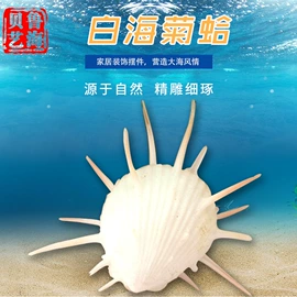 海螺/贝壳;手串;工艺原料