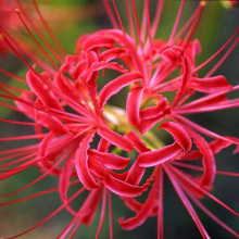 ͥԺ����ɳ�A�N��tɫ�˰����N���ļ��Nֲ����ʯ�������_���ܷN��