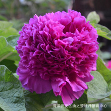 首案红观赏牡丹花苗正宗菏泽牡丹耐寒花卉重瓣牡丹花树苗洛阳牡丹