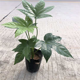 工程绿化耐荫观叶植物八角金盘种植基地庭院量大丛优四季常青