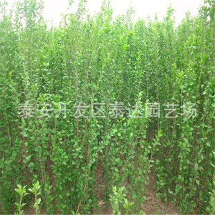 �tɫ�ذ�ľ���� ɽ�|̩�_�@ˇ��ľ��С��r�� ��·�G����ľľ����