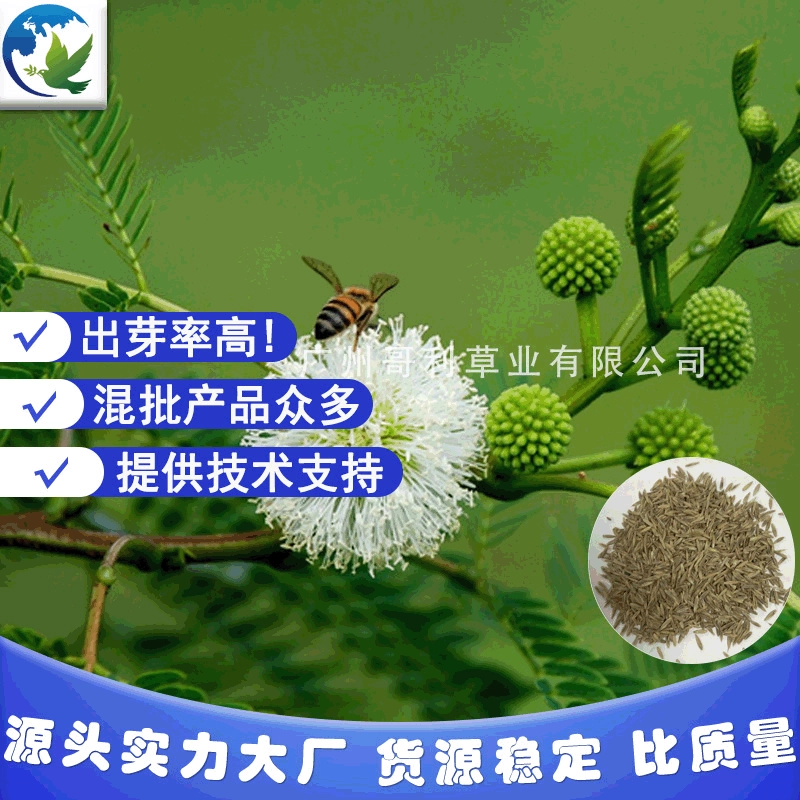 Прямые продажи с фабрики Robinia pseudoacacia Горная волосатая фасоль Leucaena leucocephala разноцветный куст магнолии трава виды защита склонов озеленение для обеспечения прорастания