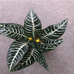 ���������y�}�����҃������^���^�~ֲ��NֲС�S���ݻ�