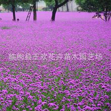 柳叶马鞭草 青州花卉基地马鞭草苗 花海景观宿根花卉绿化工程用