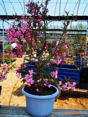 Wholesale specifications Malus Begonia Bonsai Landscape trees