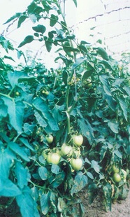 �����߲�������Ҵ���PE�p�ӱ����rĤ ɽ��̫ԭ�\��PEꖹ��