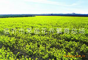 种植猕猴桃几年挂果_果树未挂果前收入来源(2)