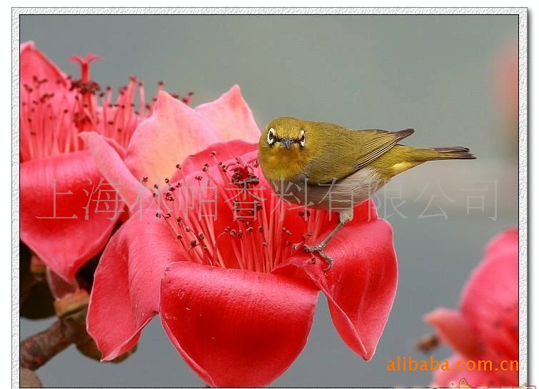 供应木棉花香精