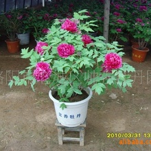 花卉苗木_洛阳盆栽牡丹苗木提供催花技术支持