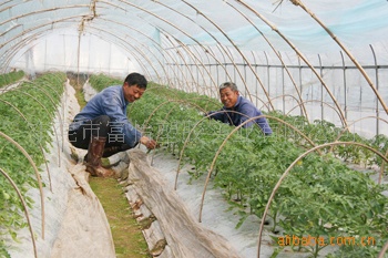 厂家批发供应海南海口市三亚市日光温室PE阳光板 厂价直销