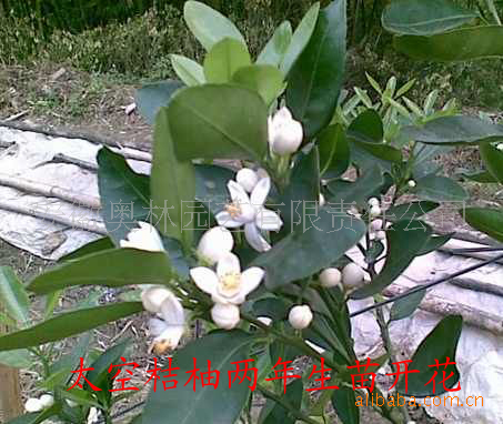 橘子苗_供应砂糖桔 柑桔苗 橘子苗 最新品种