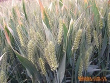 河南新乡小麦价格_今日最新河南新乡小麦价格