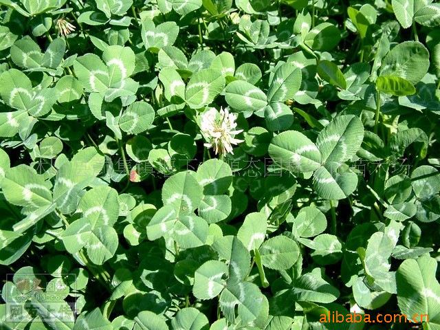 Cheap wholesale high quality Warm-season Lawn seed Miscellaneous clover seed Grass Seeds The quality and quantity